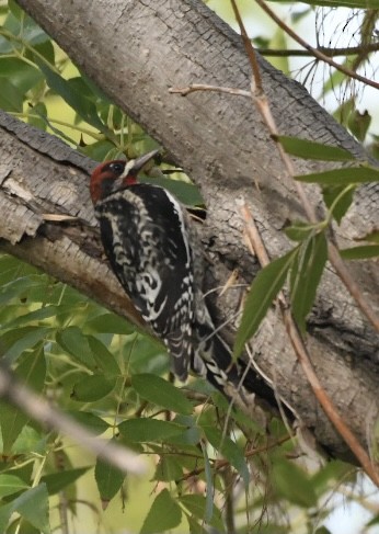 Red-breasted Sapsucker - ML428747311