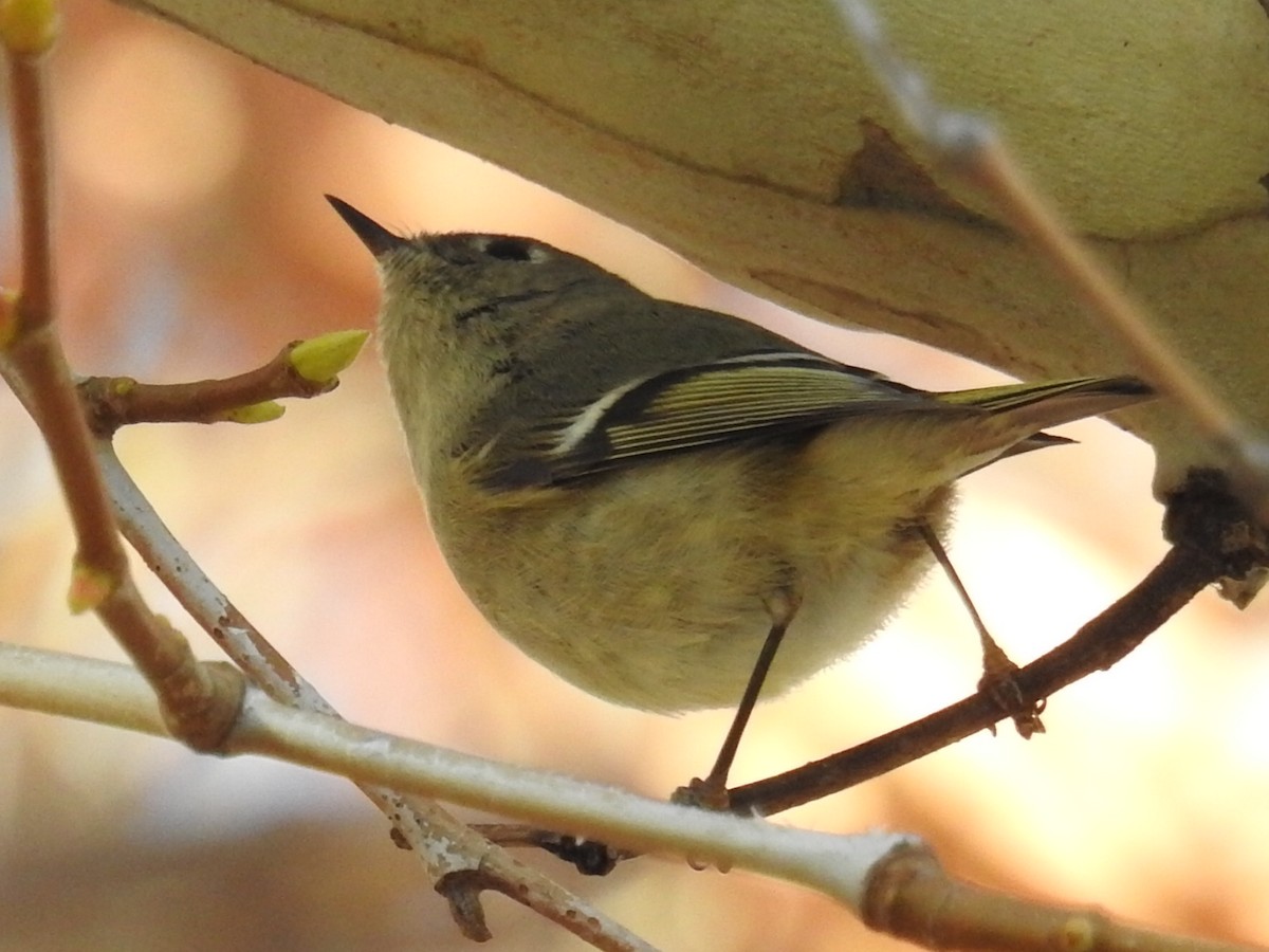 Ruby-crowned Kinglet - Tina Toth