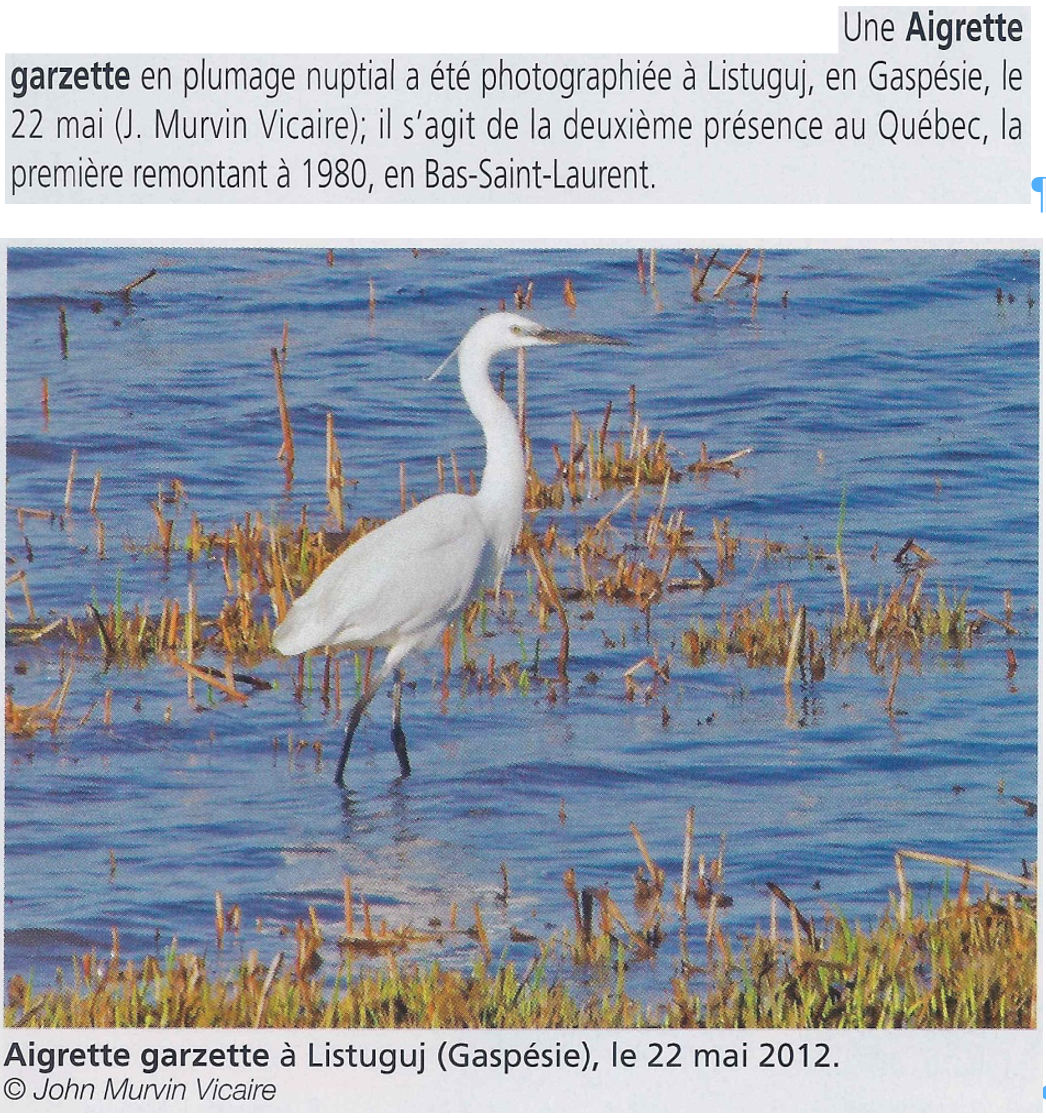 Little Egret - Comité d'homologation des oiseaux rares du Québec