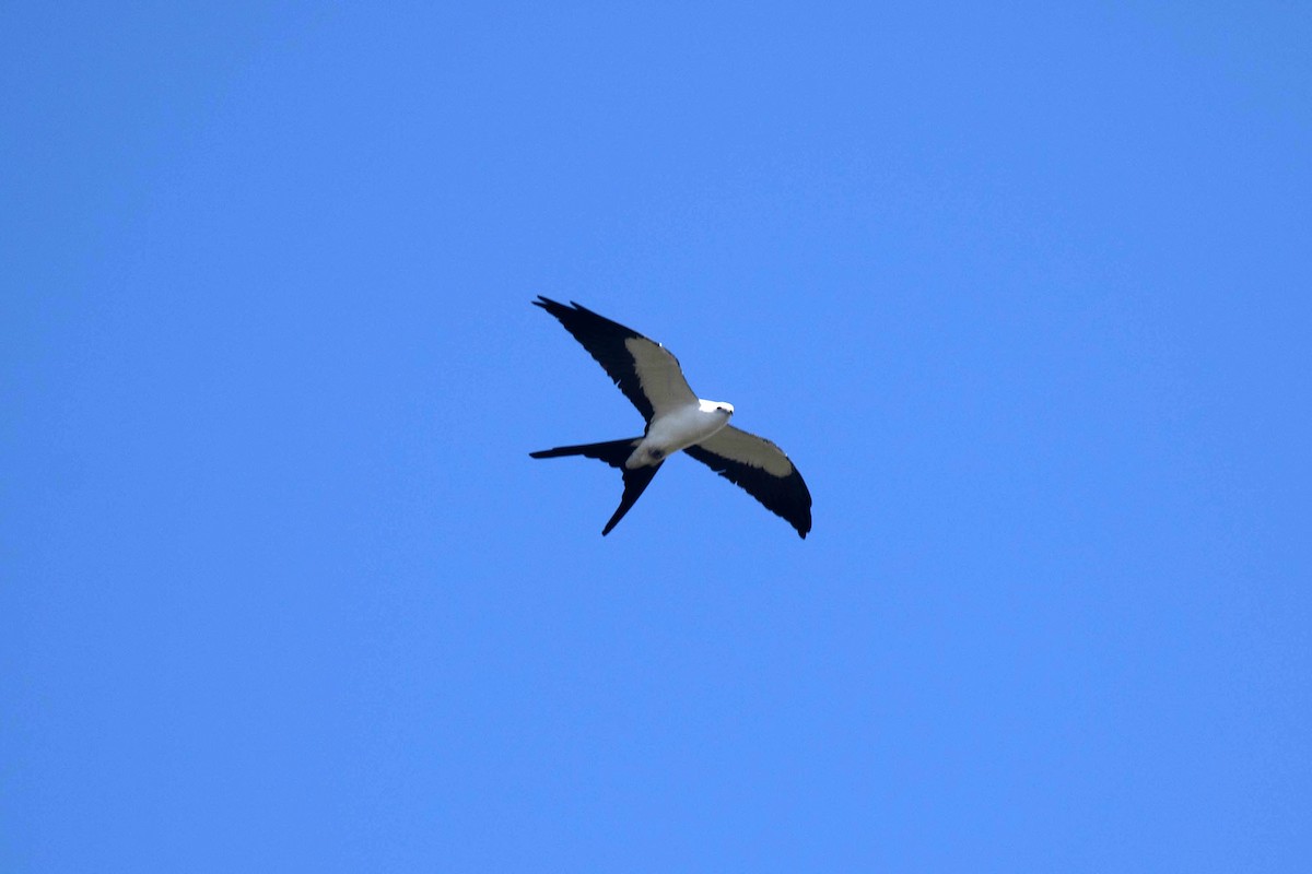 Swallow-tailed Kite - Ryan Shaw