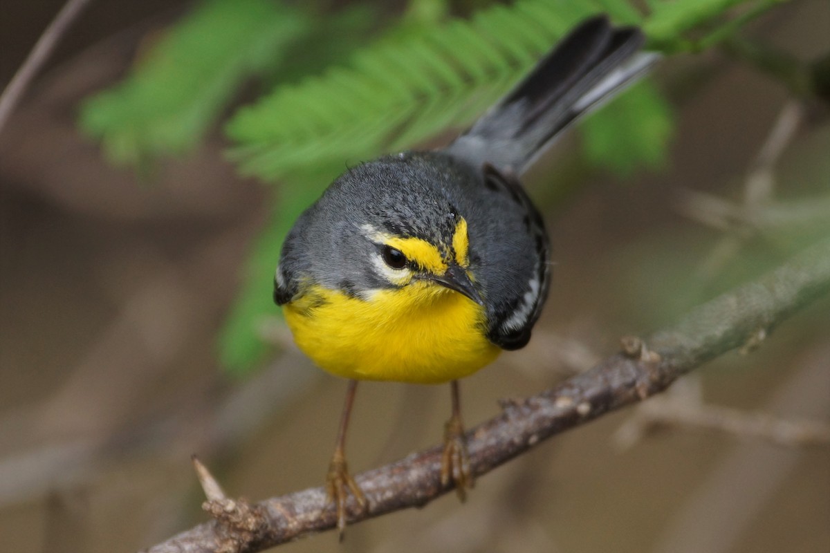 Adelaide's Warbler - Maxwell Ramey