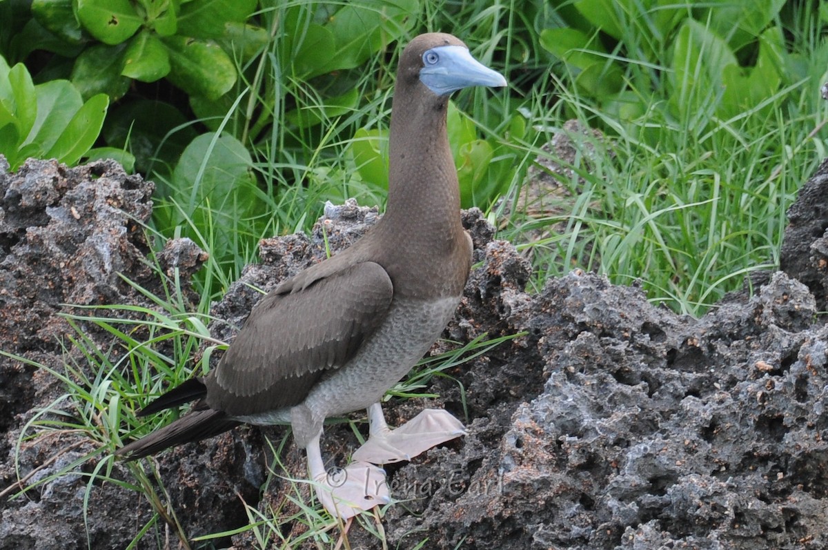 Brown Booby - Hedley & Irena Earl