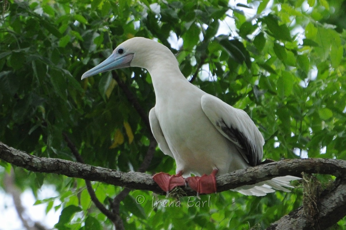 Red-footed Booby - Hedley & Irena Earl