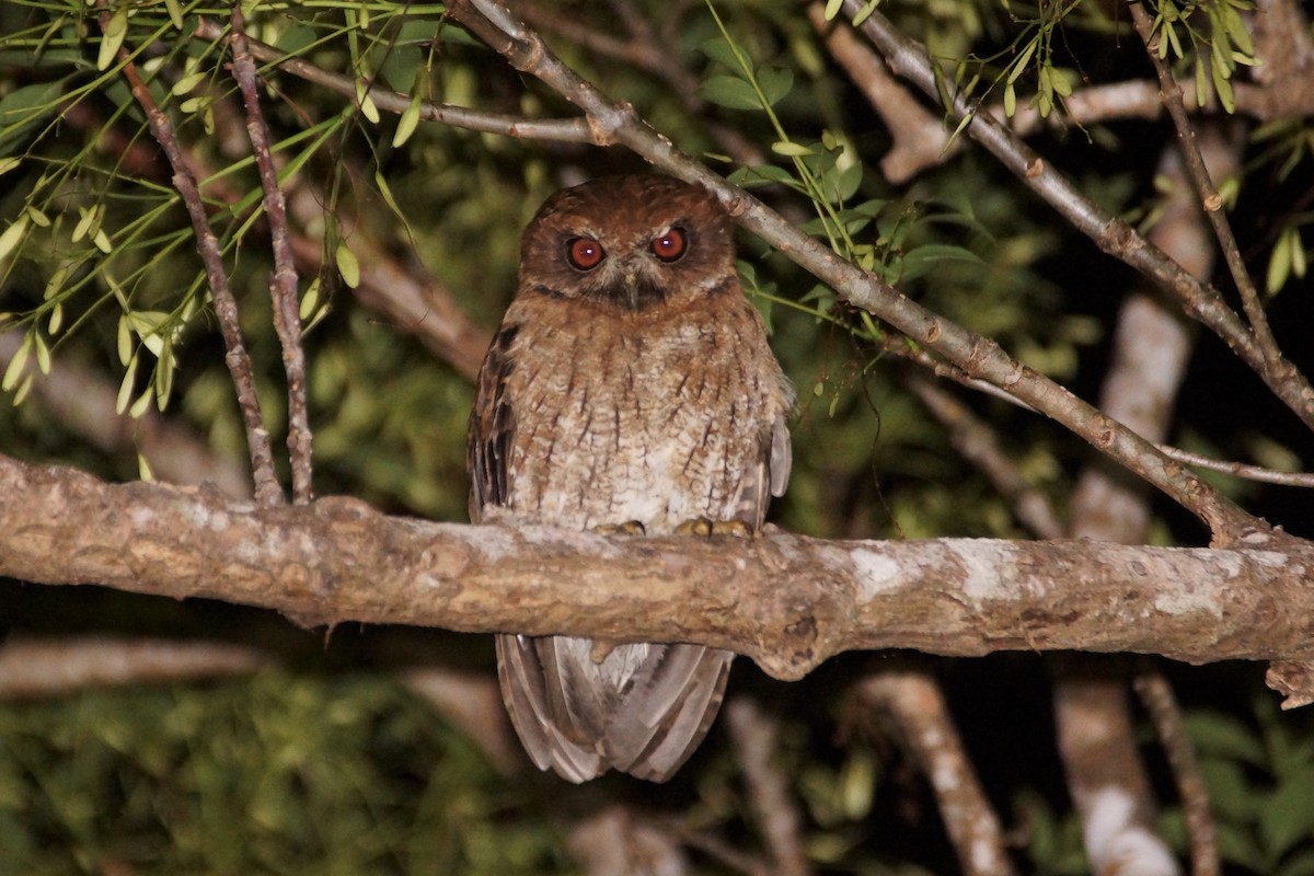 Puerto Rican Owl - ML428779891