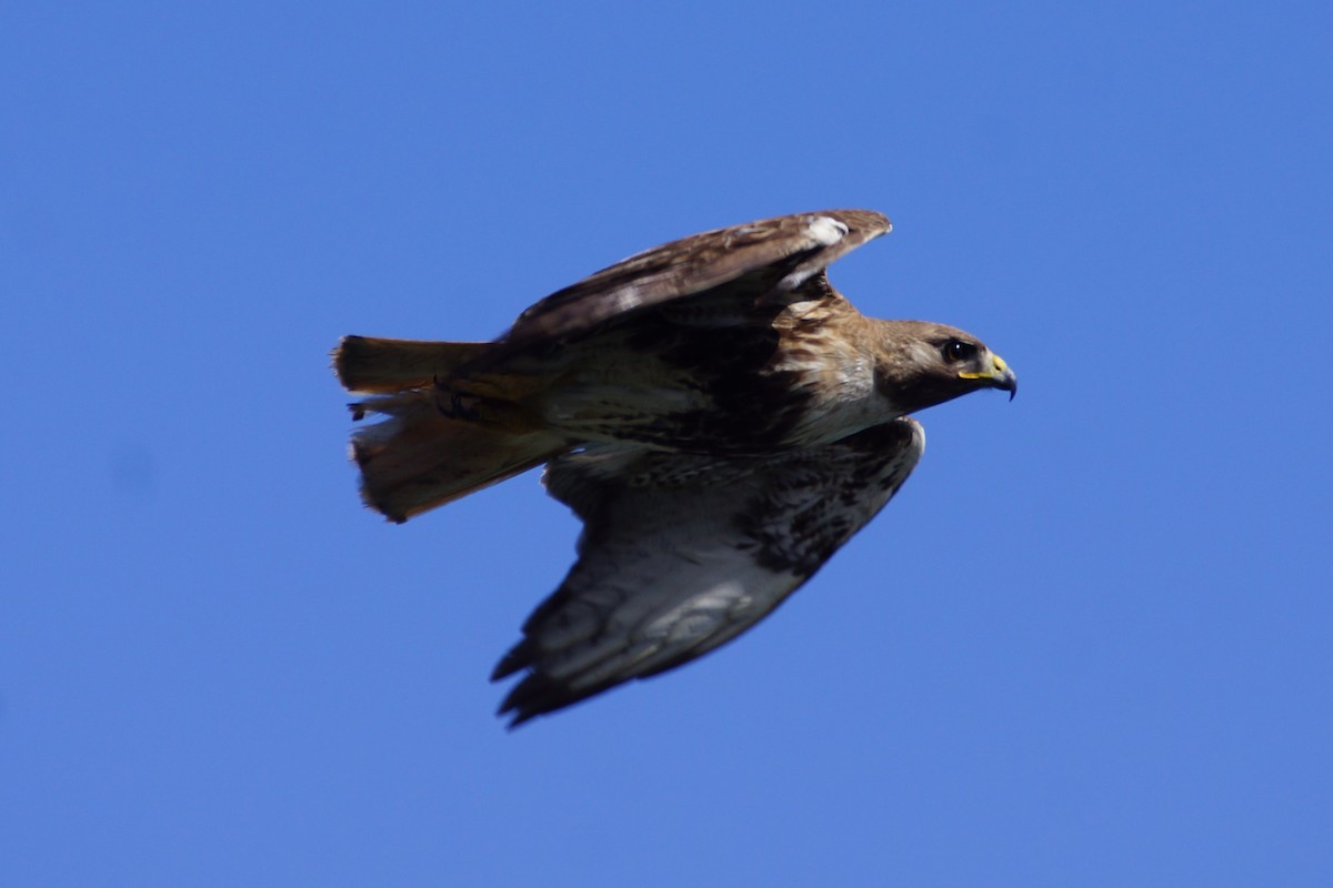 Red-tailed Hawk (jamaicensis) - ML428780381