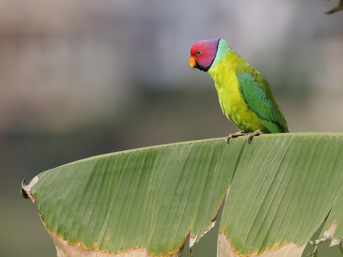 Plum-headed Parakeet - Gowri Shankar S