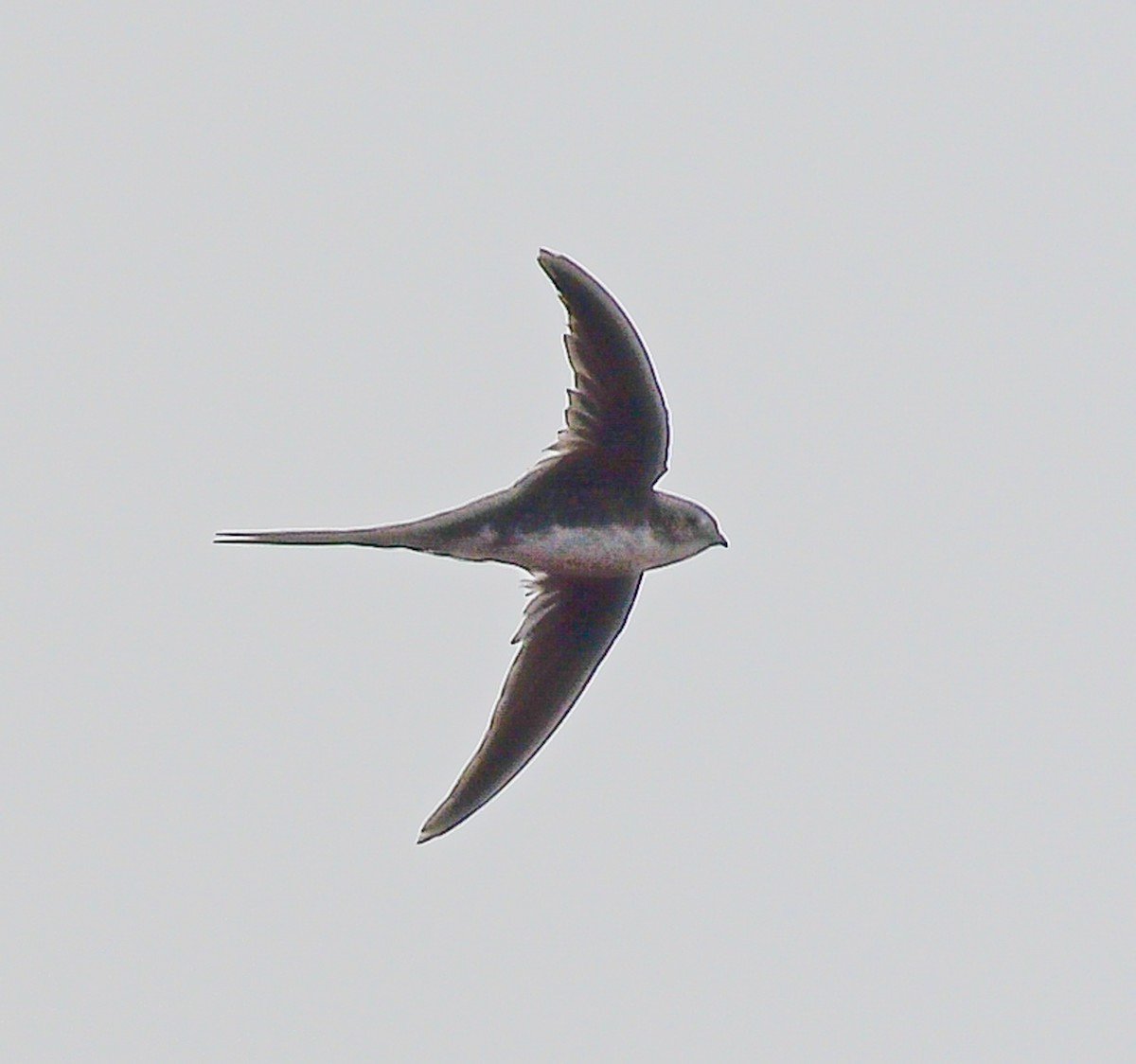 Fork-tailed Palm Swift - ML428802611
