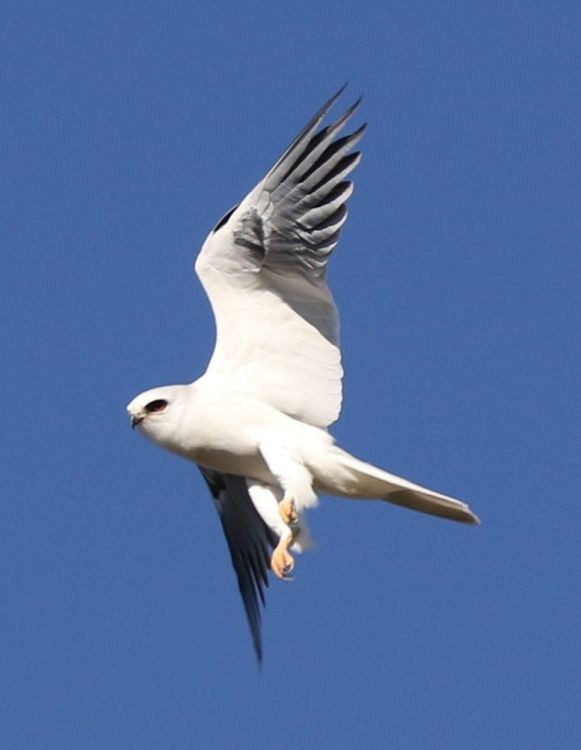 White-tailed Kite - ML42880331