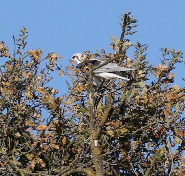 White-tailed Kite - Breck Breckenridge