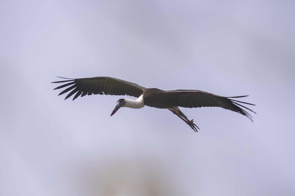 Asian Woolly-necked Stork - William Hearn