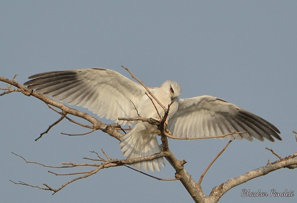 Black-winged Kite - Bhaskar pandeti