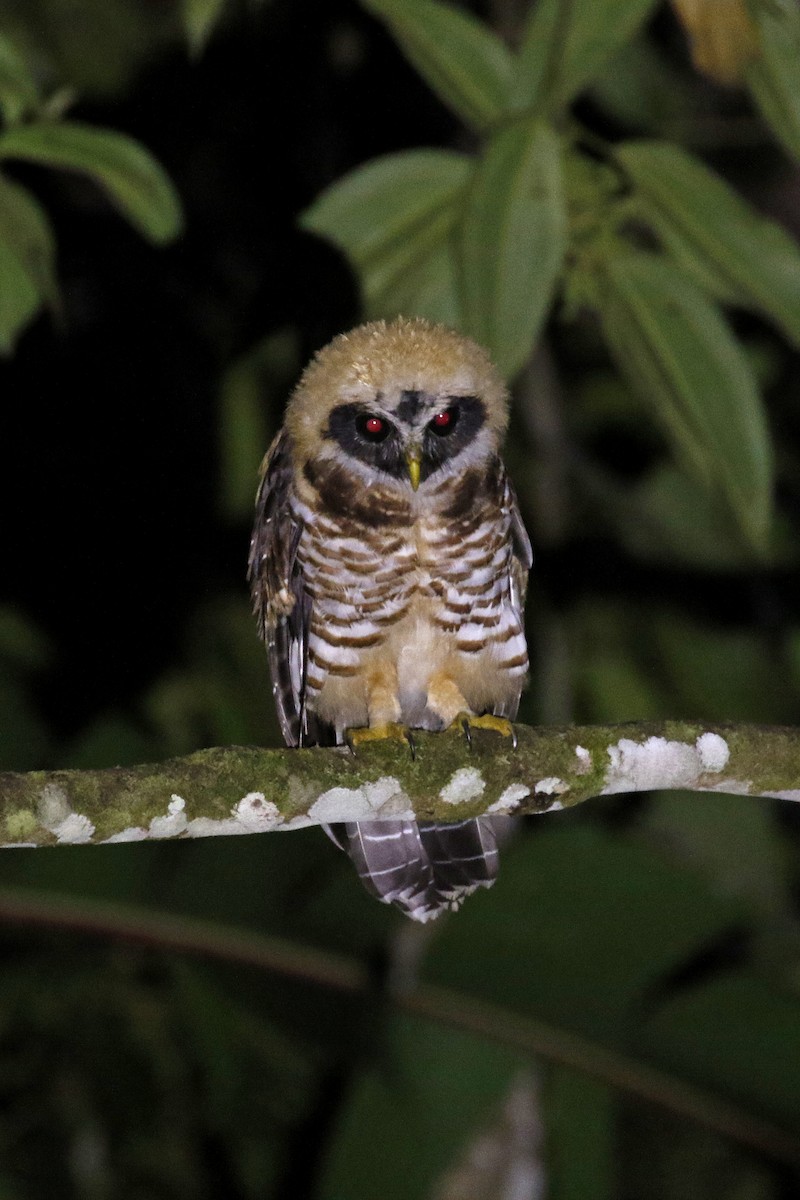 Band-bellied Owl - ML428816731