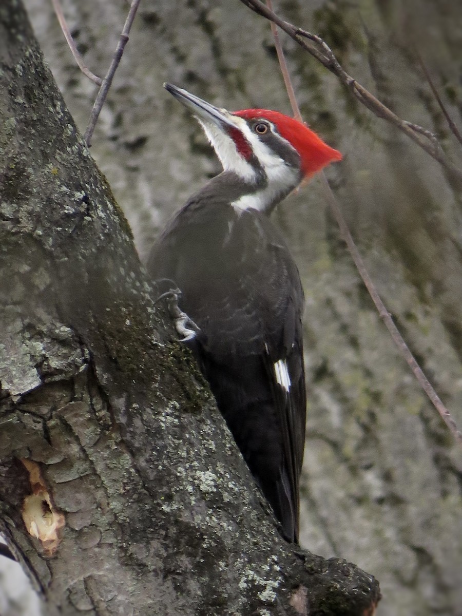 Pileated Woodpecker - ML428816741