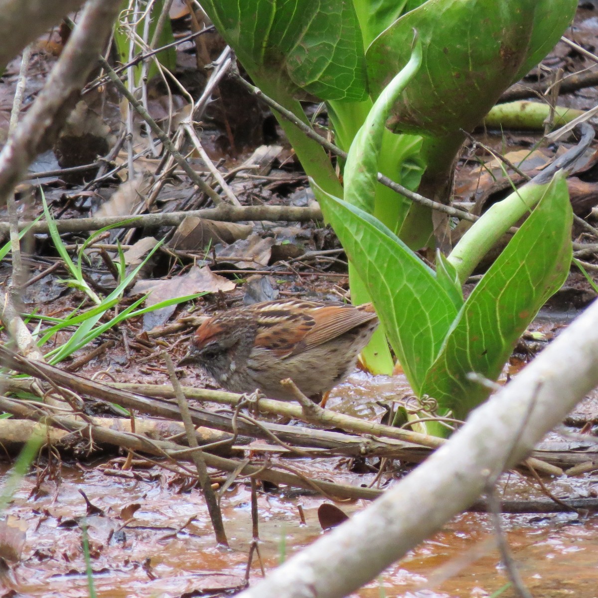 Swamp Sparrow - ML428818681