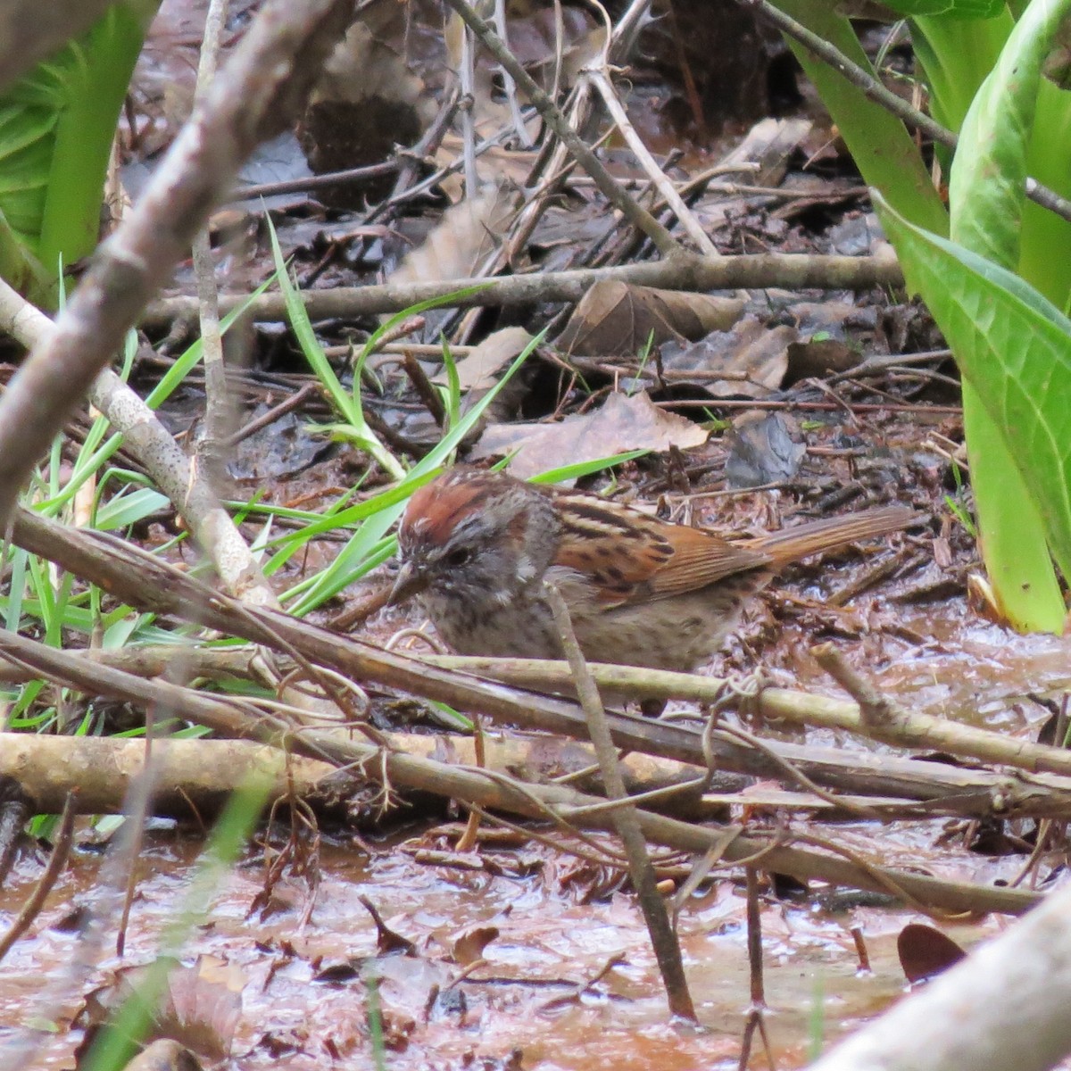Swamp Sparrow - ML428818701