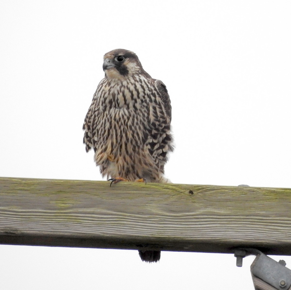 Peregrine Falcon - Albert Ribes