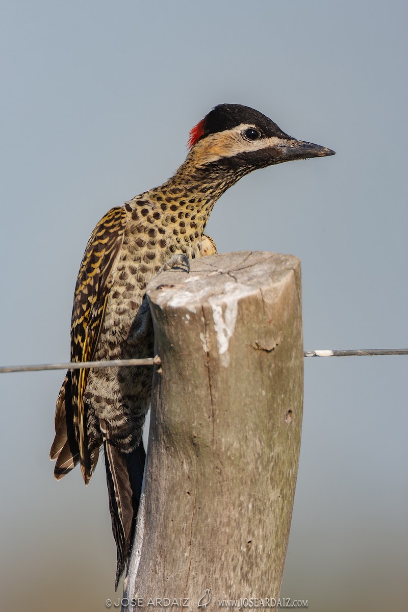 Green-barred Woodpecker (Green-barred) - ML428826721