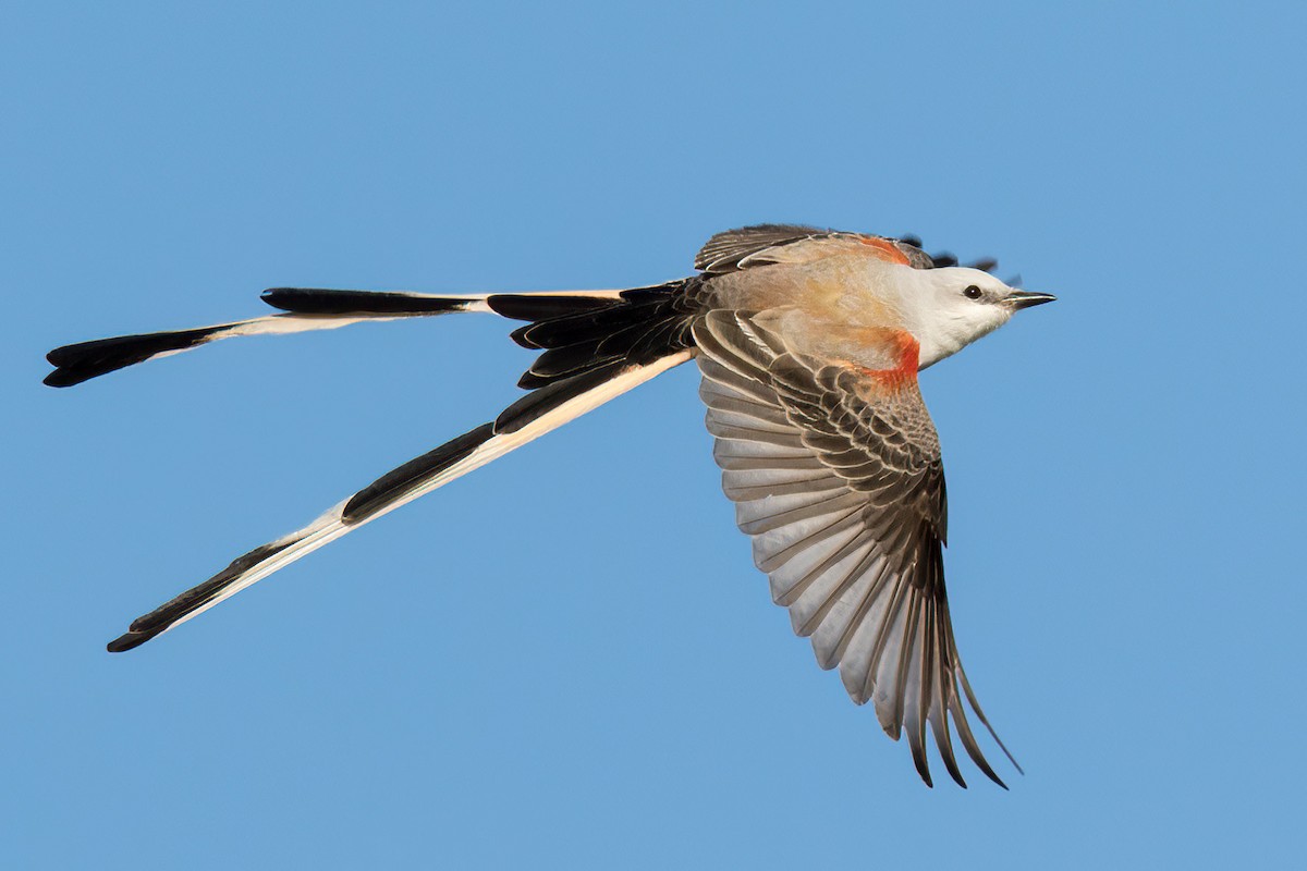 Scissor-tailed Flycatcher - ML428827621