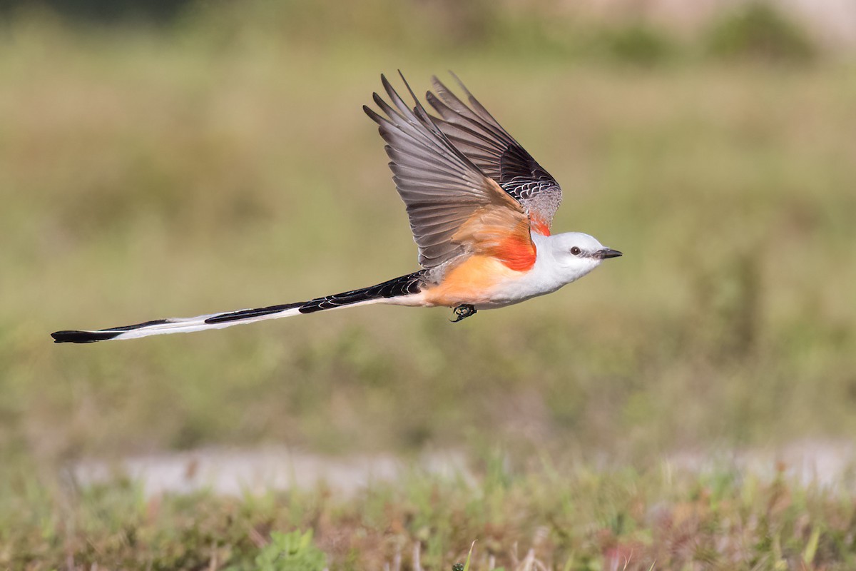 Scissor-tailed Flycatcher - Brett Hoffman