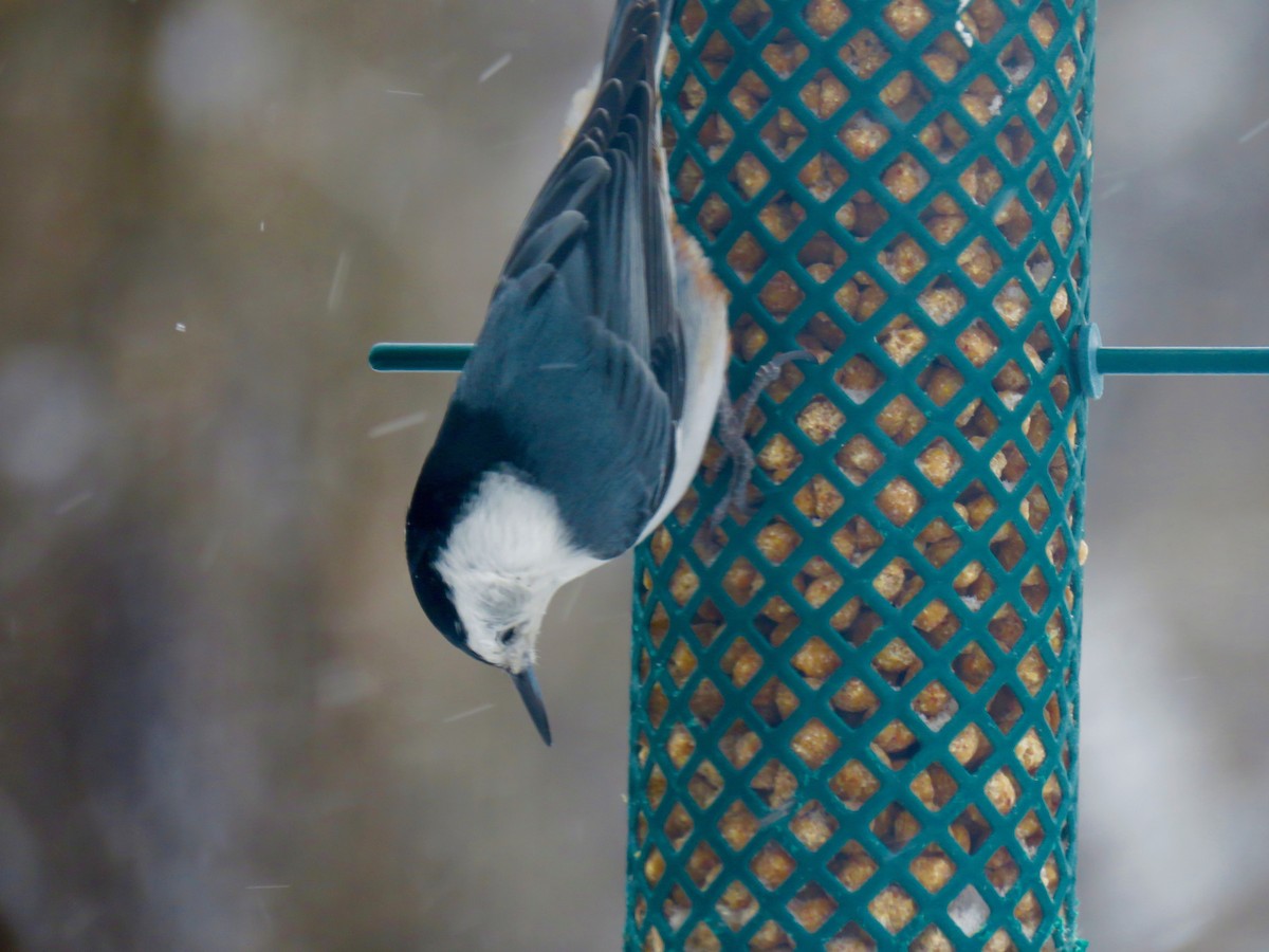 White-breasted Nuthatch - Beatrice Stevens