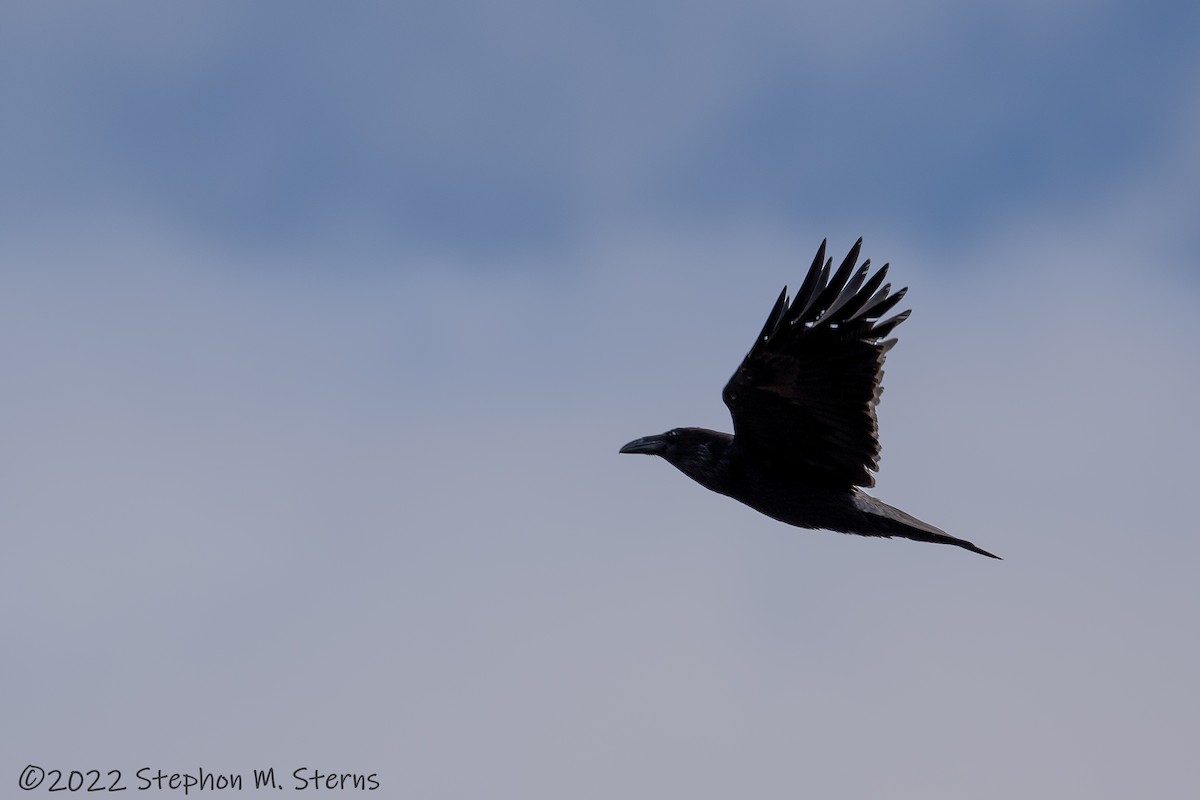 Common Raven - Stephon Sterns