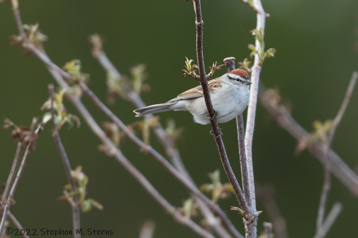 Chipping Sparrow - ML428831951