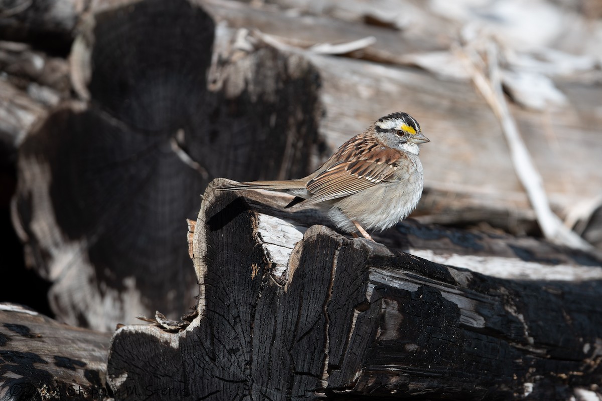 White-throated Sparrow - ML428832051