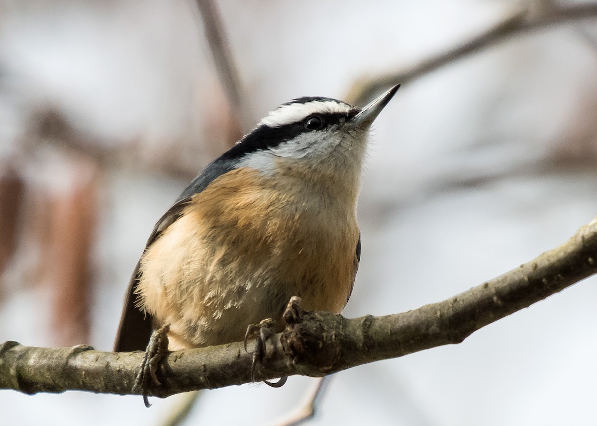 Red-breasted Nuthatch - ML428835141