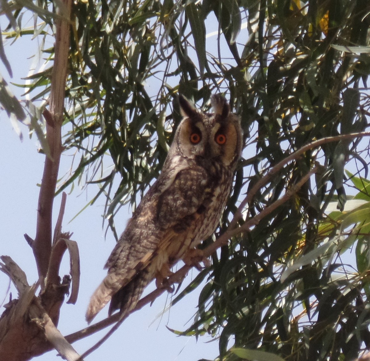 Long-eared Owl - ML428839541