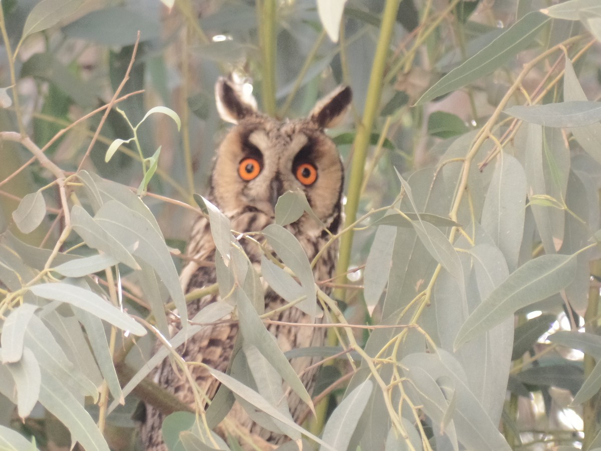 Long-eared Owl - ML428839671