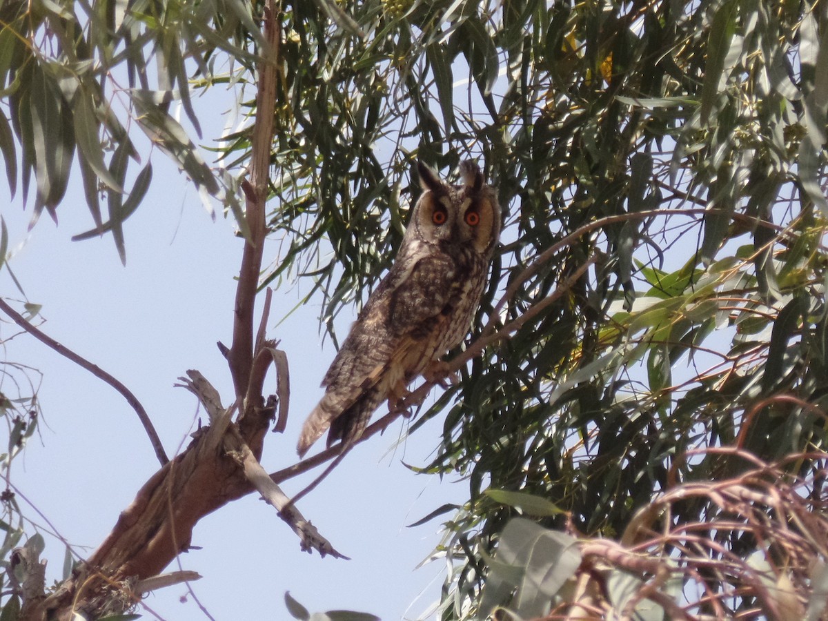 Long-eared Owl - ML428839711