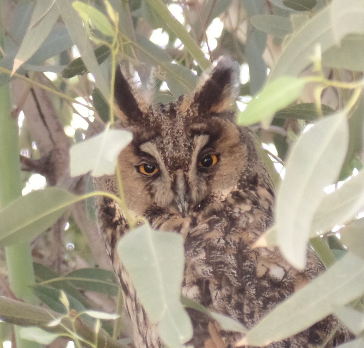 Long-eared Owl - ahmad mohammadi ravesh