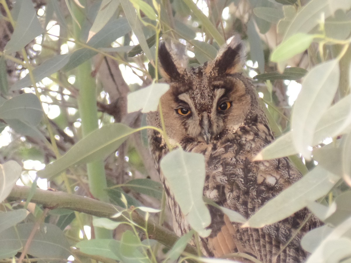 Long-eared Owl - ML428839871