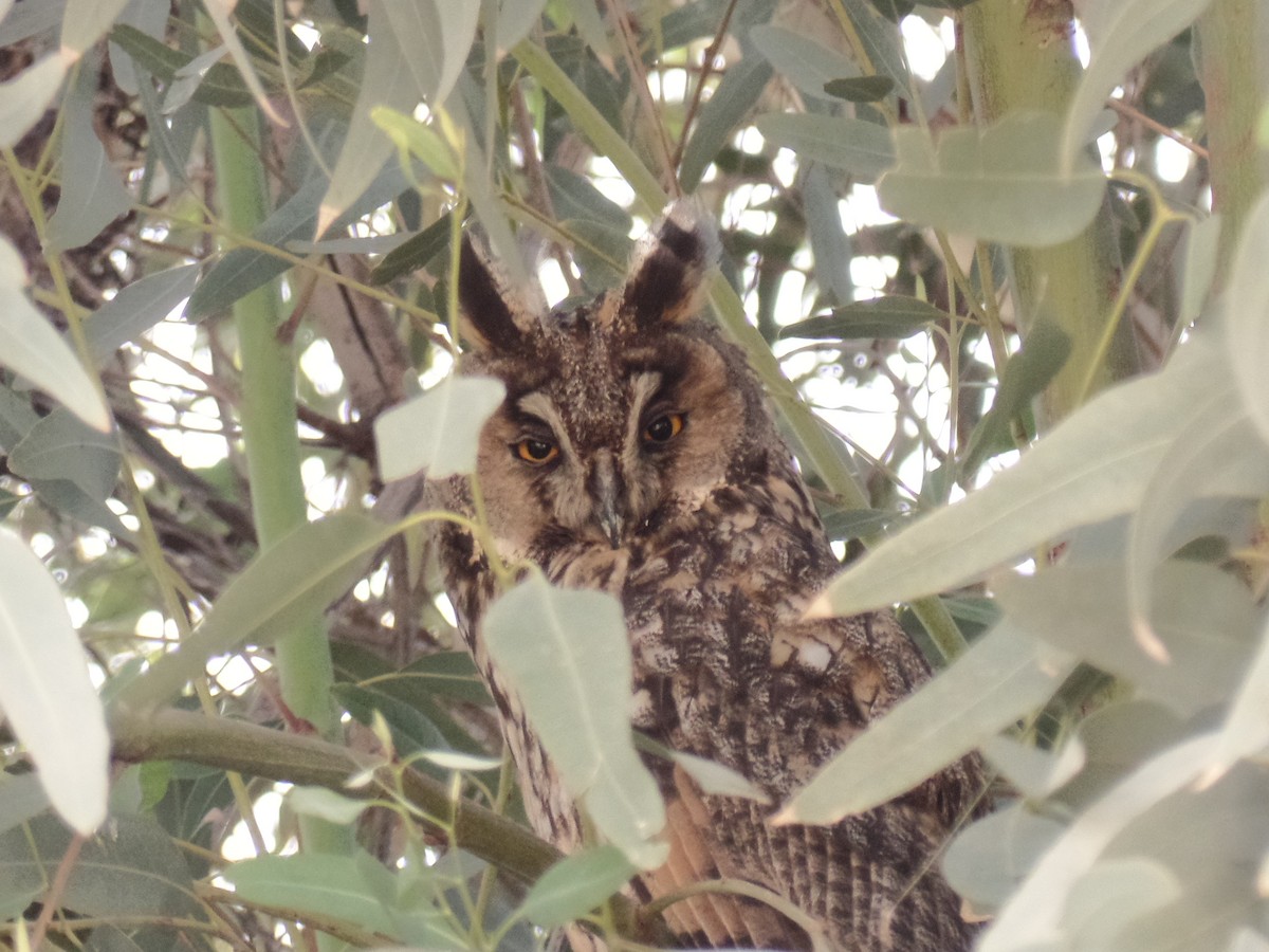 Long-eared Owl - ML428839911