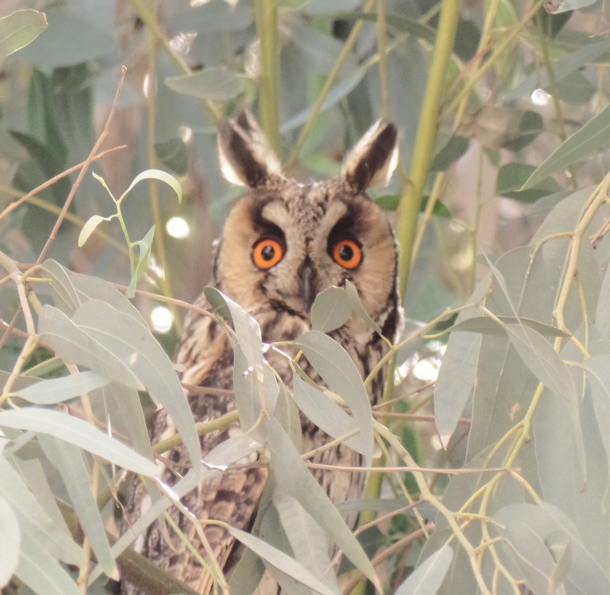 Long-eared Owl - ML428839961