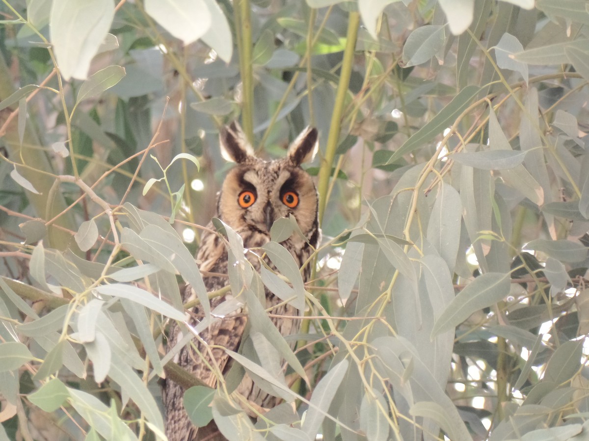 Long-eared Owl - ML428839981