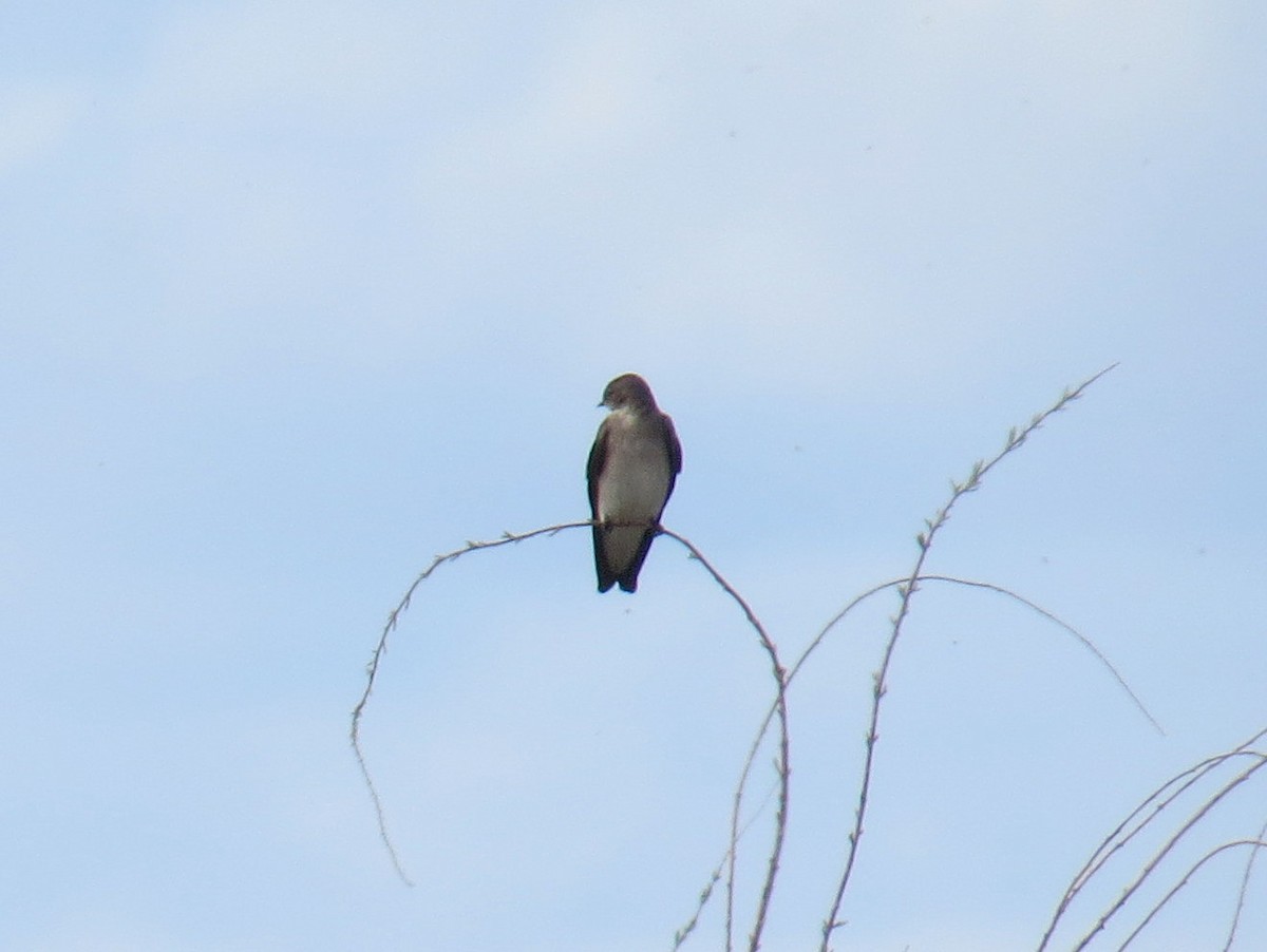 Northern Rough-winged Swallow - ML428841191