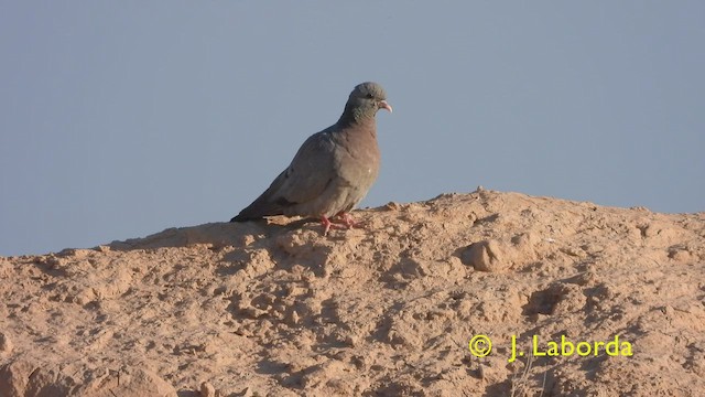 Pigeon colombin - ML428841551