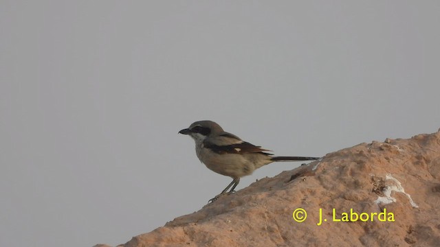 Iberian Gray Shrike - ML428841691