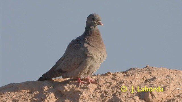 Pigeon colombin - ML428842211