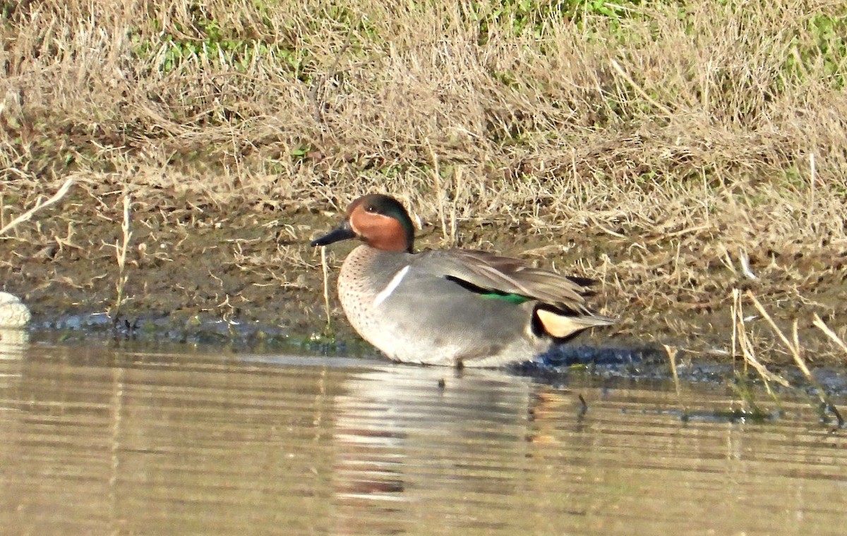 Green-winged Teal - ML428843971