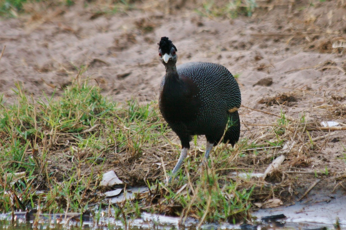 Southern Crested Guineafowl - ML428856331