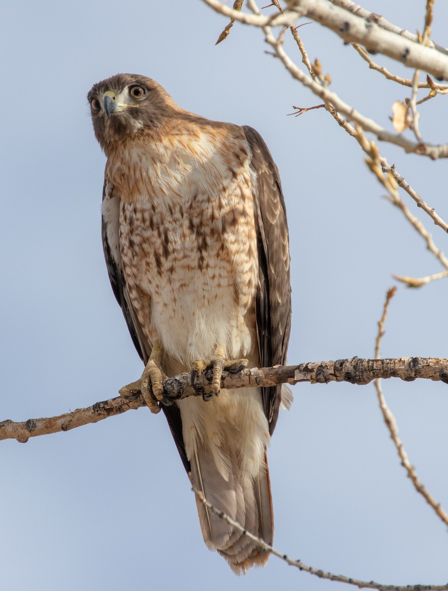 Red-tailed Hawk - Adam Kaningher