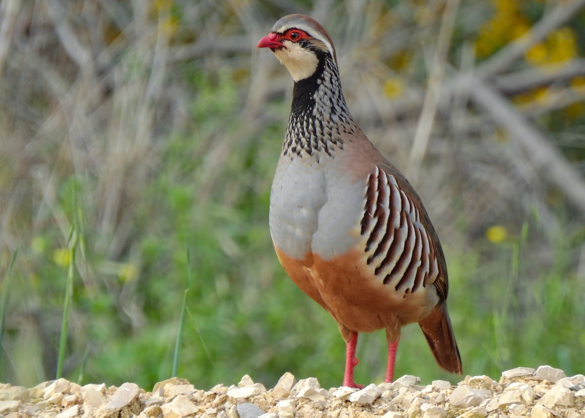 Red-legged Partridge - ML428861681