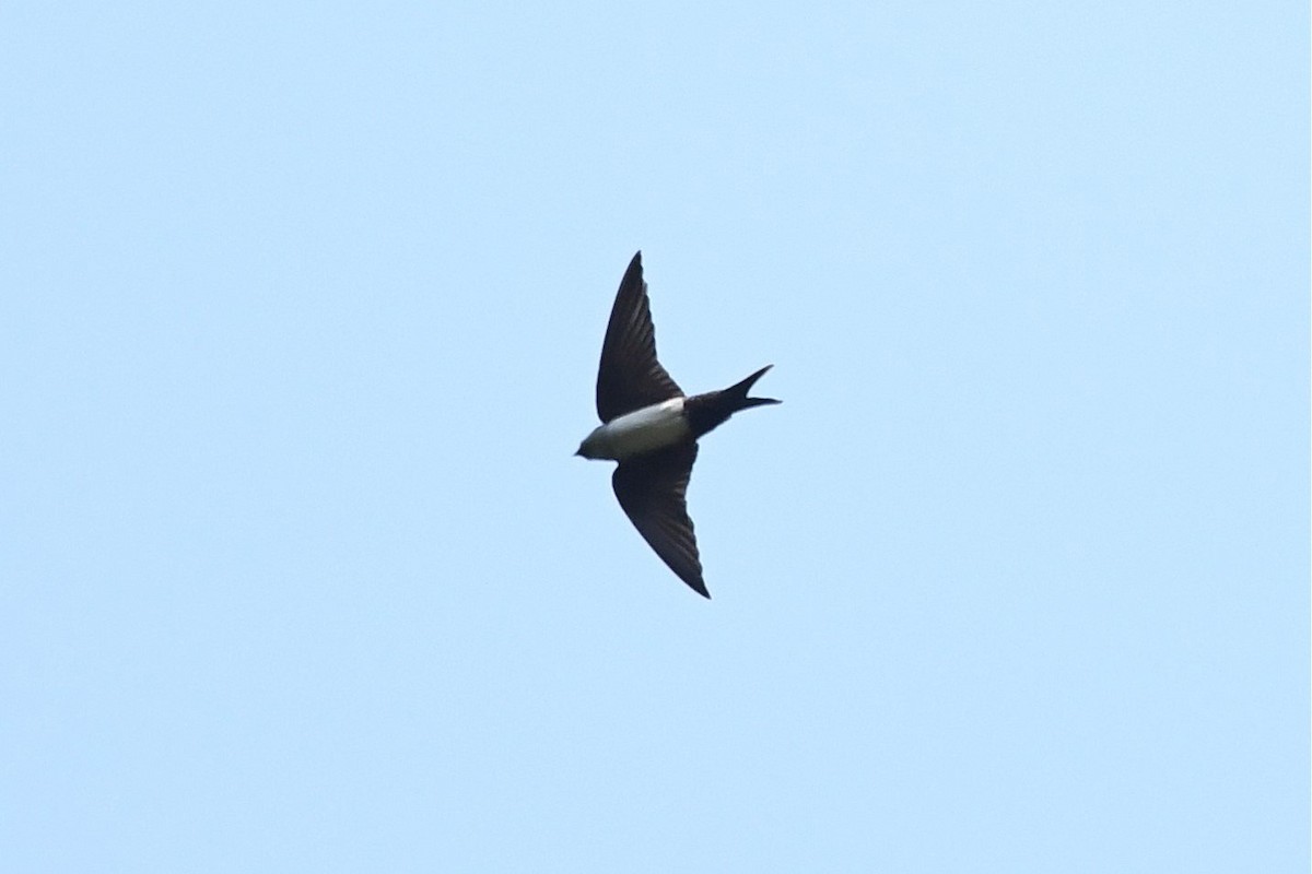 Black-capped Swallow - ML428865981