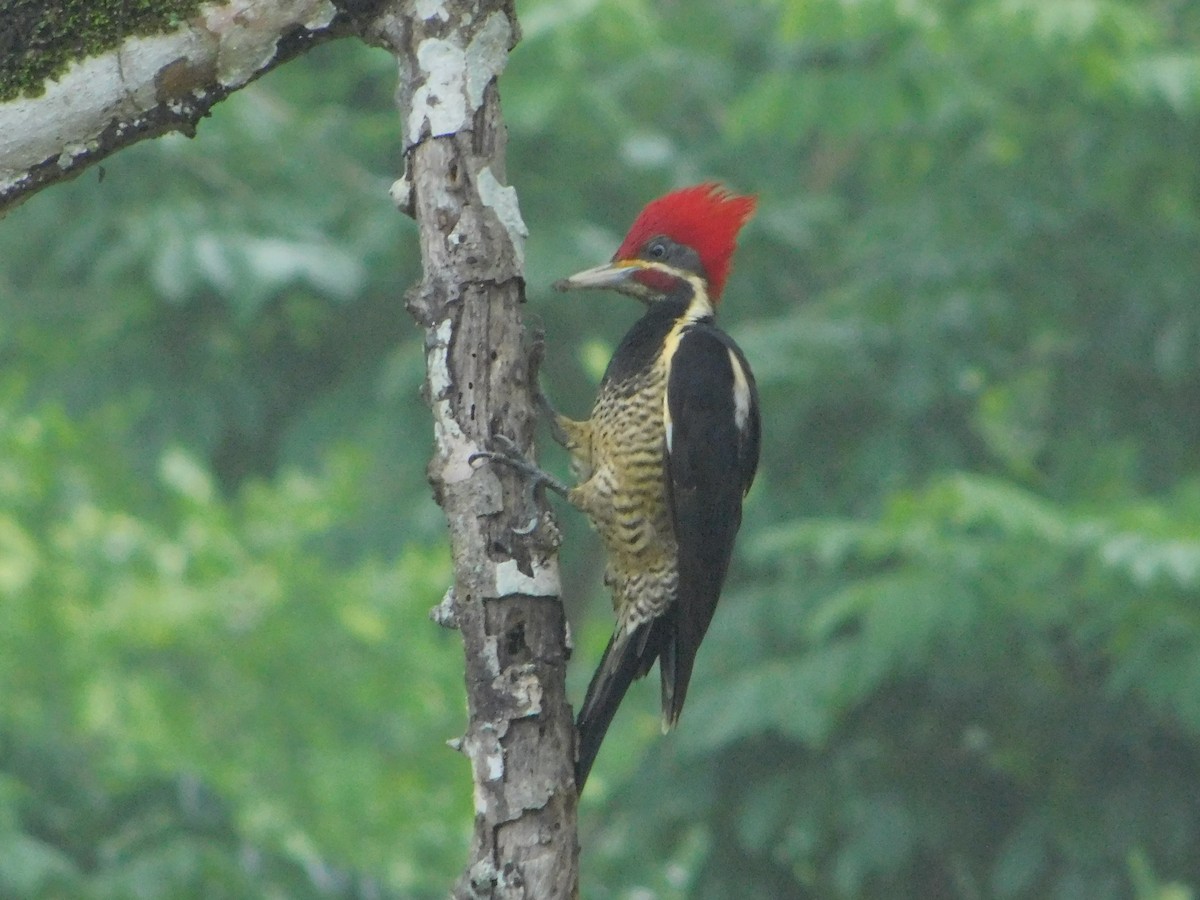 Lineated Woodpecker - ML42887111