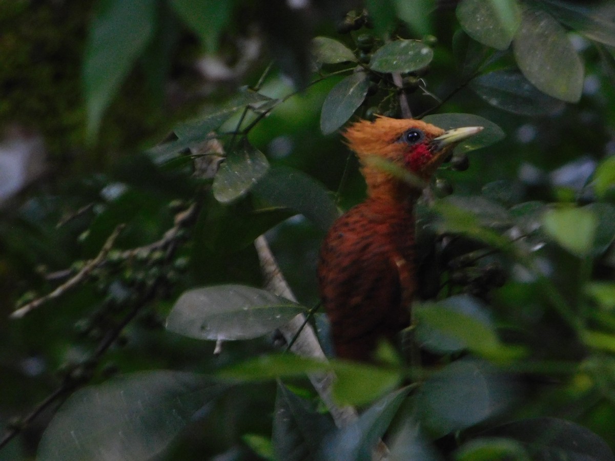 Chestnut-colored Woodpecker - ML42887121