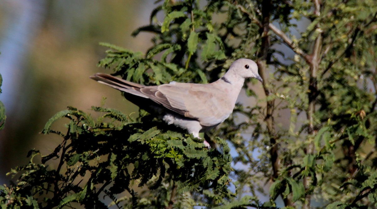 Eurasian Collared-Dove - Paul Lewis