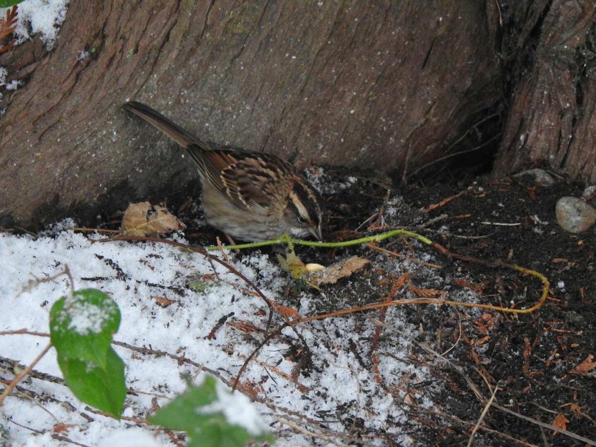 White-throated Sparrow - ML42887791