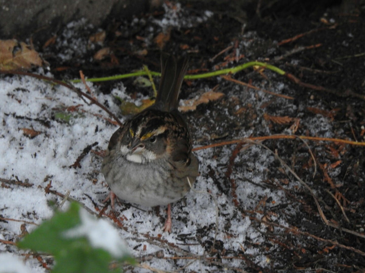 White-throated Sparrow - ML42887811